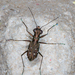 Cylindera kaleea kaleea - Photo (c) 57Andrew, some rights reserved (CC BY-NC-ND)