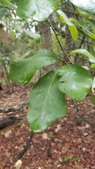 Quercus arkansana