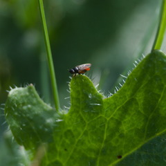 Leptocera