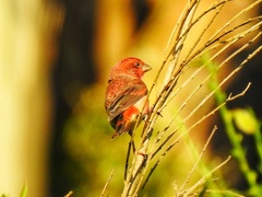 Carpodacus erythrinus