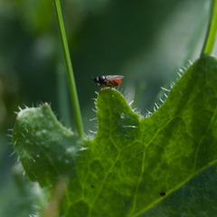 Leptocera