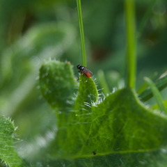 Leptocera