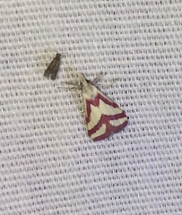 Microtheoris vibicalis