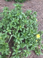 Turnera ulmifolia