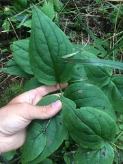 Mertensia paniculata