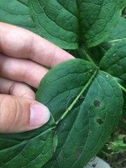 Mertensia paniculata