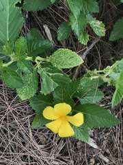 Turnera ulmifolia