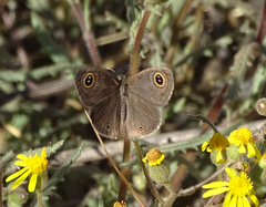 Ypthima asterope hereroica