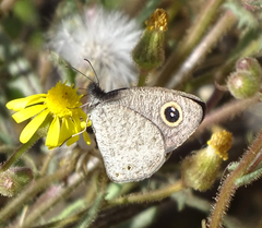 Ypthima asterope hereroica