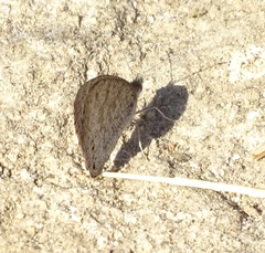 Ypthima asterope hereroica