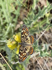 Chlosyne coronado coronado