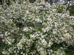 Malus floribunda