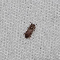 Lepidocnemeplatia sericea