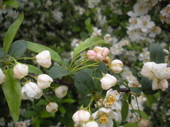 Malus floribunda