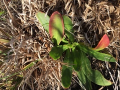 Gerbera piloselloides