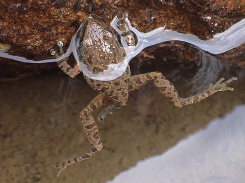 iNaturalist observation photo of Pacific chorus frog