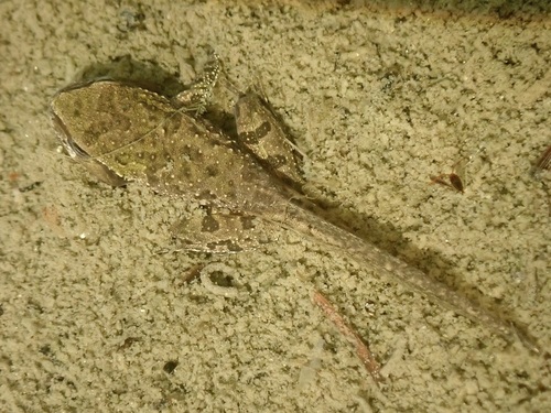 iNaturalist observation photo of Pacific chorus frog