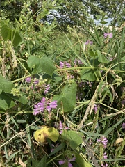 Physostegia pulchella