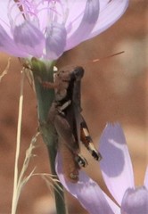 Melanoplus glaucipes