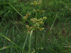 Cyperus surinamensis