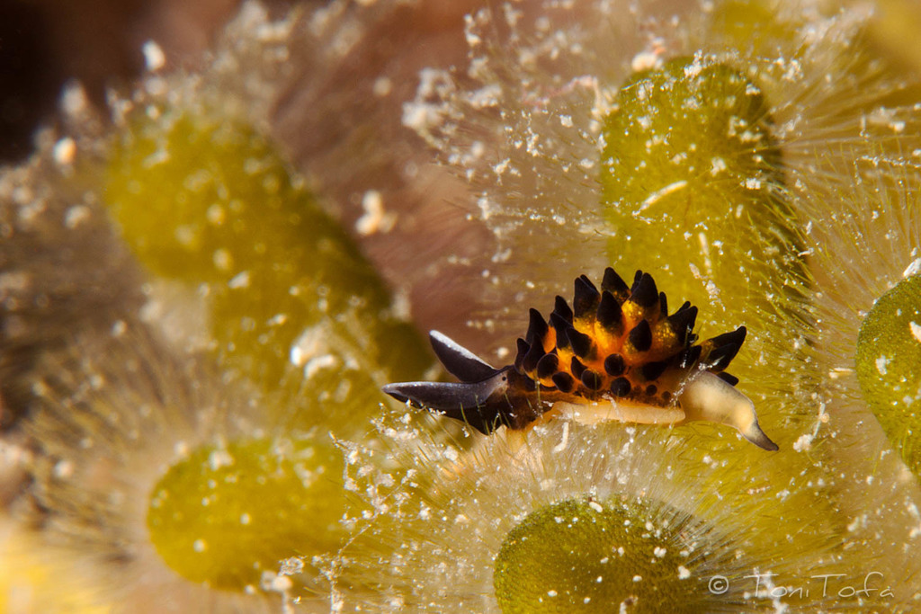 Placida cremoniana