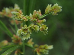 Cyperus surinamensis
