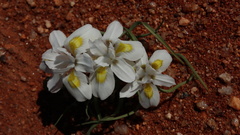Moraea falcifolia