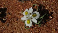 Moraea falcifolia