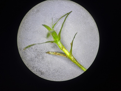 Najas guadalupensis