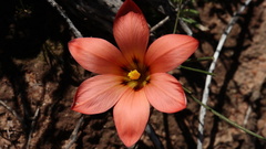 Romulea namaquensis