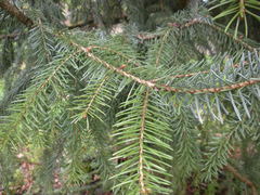 Picea omorika