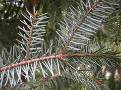 Picea omorika