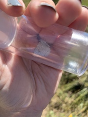 Plebejus anna