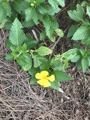 Turnera ulmifolia