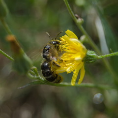 Lasioglossum leucozonium