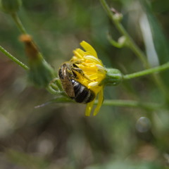 Lasioglossum leucozonium