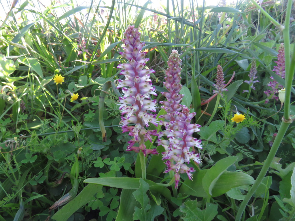 Lachenalia splendida, Rensterhoek, West Coast DC, South Africa