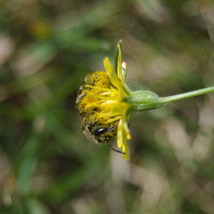 Lasioglossum leucozonium