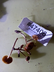 Pholiotina intermedia