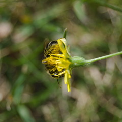 Lasioglossum leucozonium
