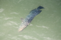 Lobotes surinamensis
