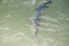 Lobotes surinamensis