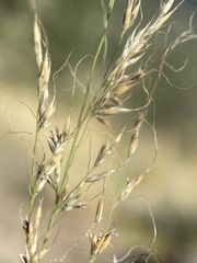 Muhlenbergia montana