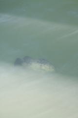 Lobotes surinamensis