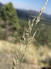 Muhlenbergia montana