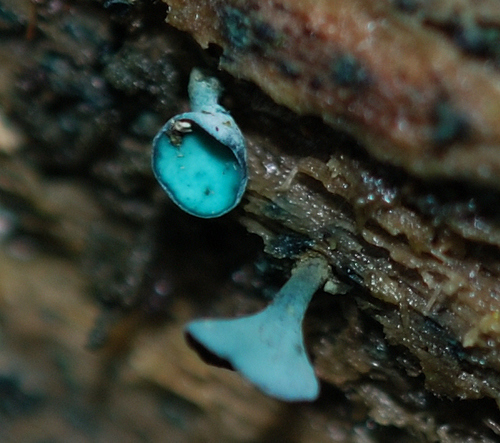 Chlorociboria aeruginascens — no rights reserved