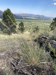 Muhlenbergia montana