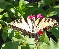 Papilio glaucus