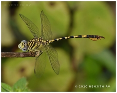 Paragomphus lineatus