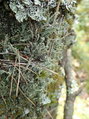 Cladonia cenotea
